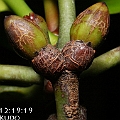 Rhizophora apiculata (Corky Stilt Mangrove) in Cairns フタバナヒルギ<br />Canon EOS KDX (400D) + EFS60 F2.8 + SPEEDLITE 380EX